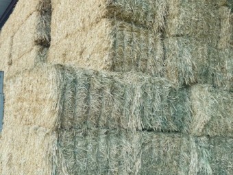 300mt Wheaten Hay 640kg 8x4x3 Bales
