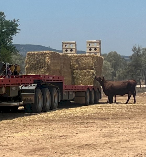 Wheat hay 