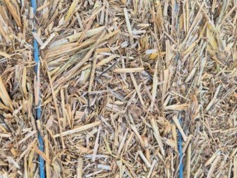 Wheat hay 