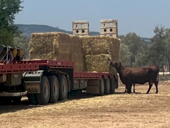 Wheat hay 