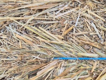 Wheat hay 