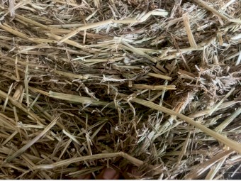 Barley Round Rolls 