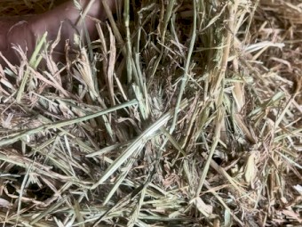 Barley Round Rolls 