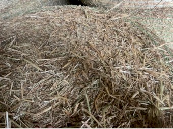 Barley Round Rolls 
