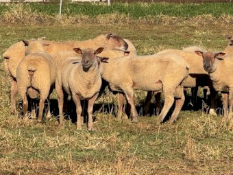 Charollais Rams