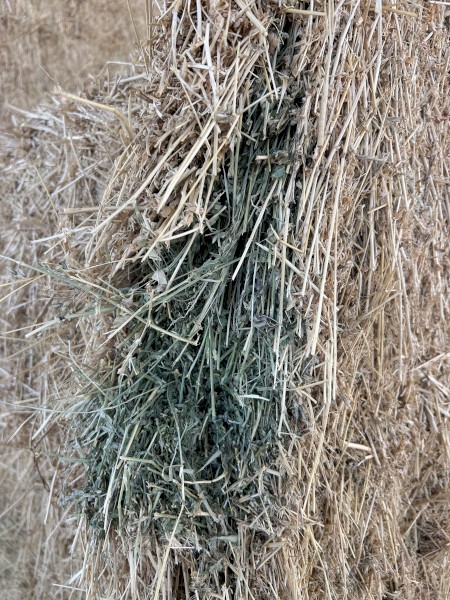 Irrigated lucerne