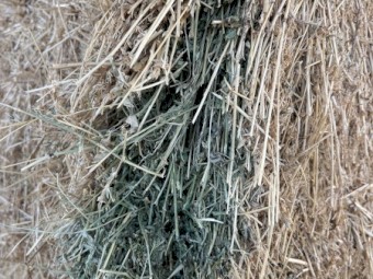 Irrigated lucerne