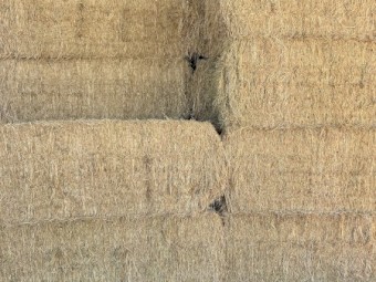 Irrigated lucerne