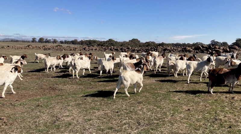 Boer goat does