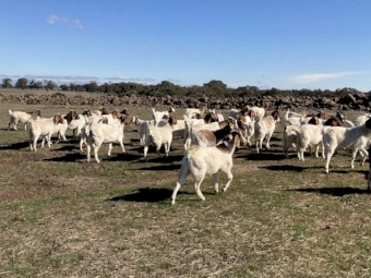 Boer goat does