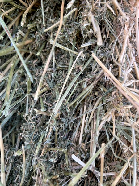 Irrigated lucerne