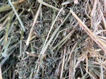 Irrigated lucerne