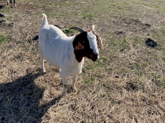 Boer goat does