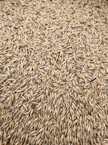 50-60mt Bannister Oats