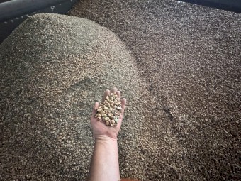 Faba bean gradings
