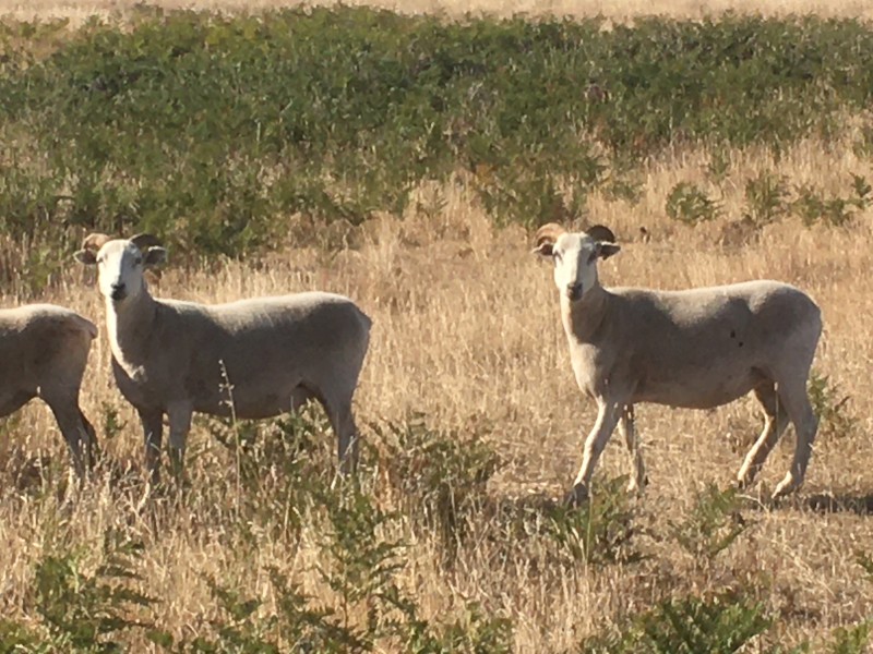 Wiltshire Horn 