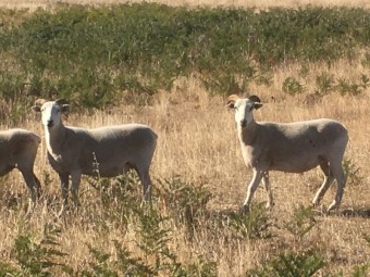 Wiltshire Horn 