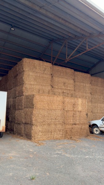 Vetch hay