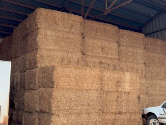 Vetch hay