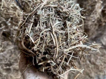 Vetch hay