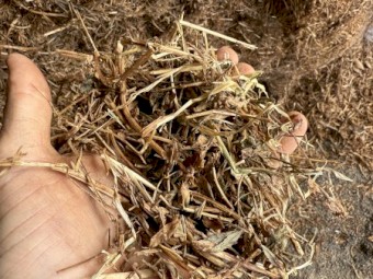Vetch hay