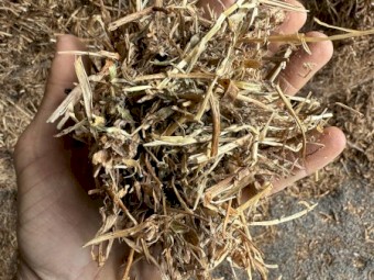 Vetch hay