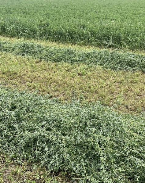 Lucerne Silage