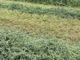 Lucerne Silage