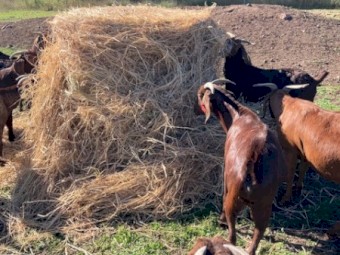  Shedded new season  Bluegrass Pasture Hay 4^4 