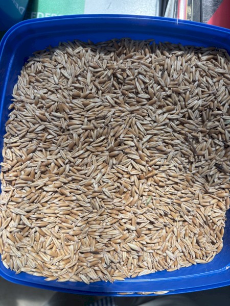 Bulk Mitika Feed Oats For Sale