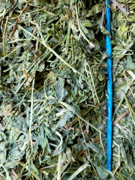 2nd cut irrigated  Lucerne 