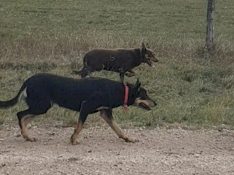 Kelpies