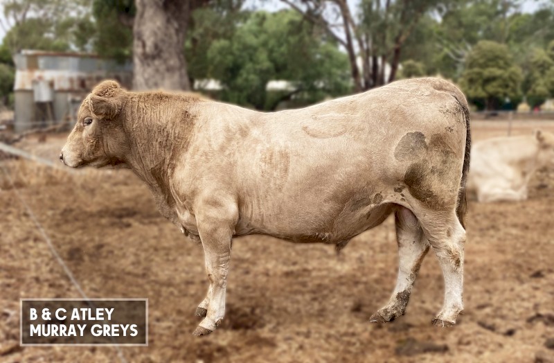 22 month old bull