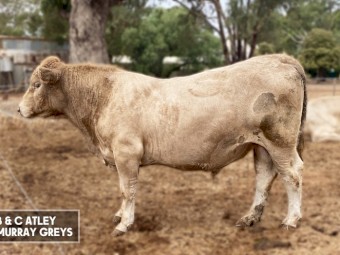 22 month old bull