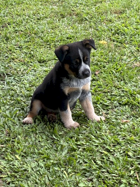 Cattle dog X pups 