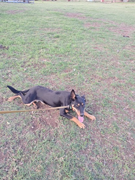 Working kelpie 