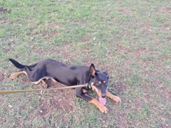 Working kelpie 