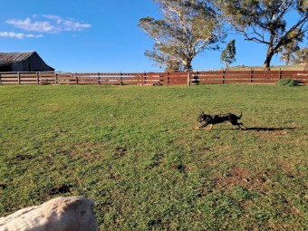 Working kelpie 