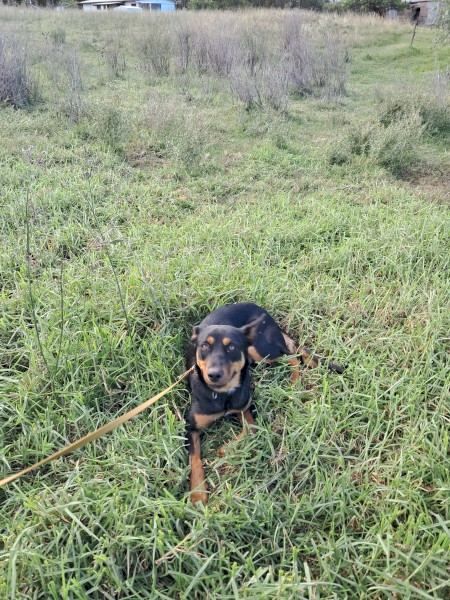 Working Kelpie