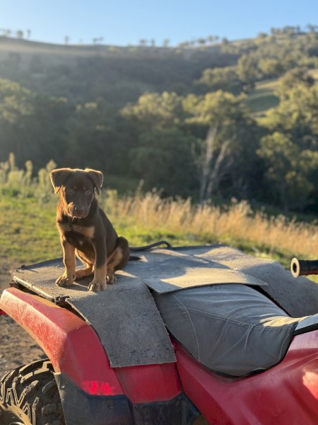 Red and tan kelpie 