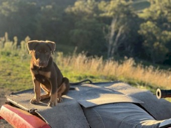 Red and tan kelpie 