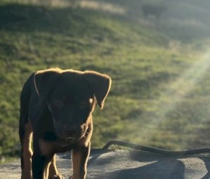 Red and tan kelpie 