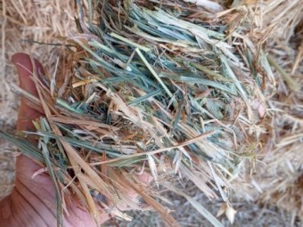 55mt Oaten A1 Hay 650kg 8x4x3 Bales