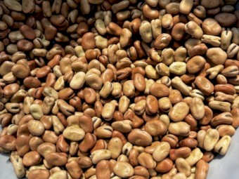 Samira faba beans