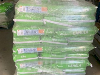Nuseed HyTTec Trident Canola - germination test 89%