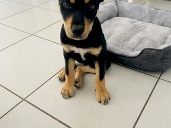 Beautiful Female Kelpie