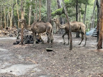 2 Camels for sale 