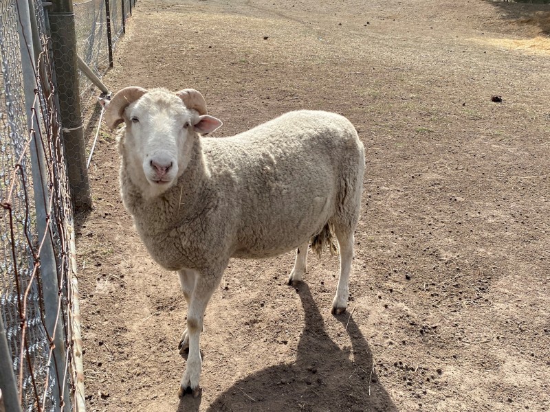 Ram - mixed breed