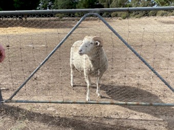 Ram - mixed breed
