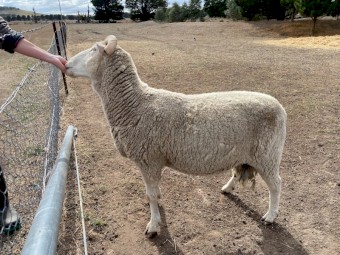 Ram - mixed breed